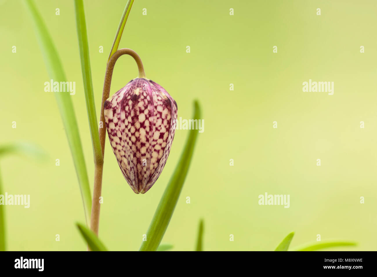 Die Schlange Kopf Fritillary, Fritillaria mealagris, im Anbau (nativ auf N-Europa) Stockfoto