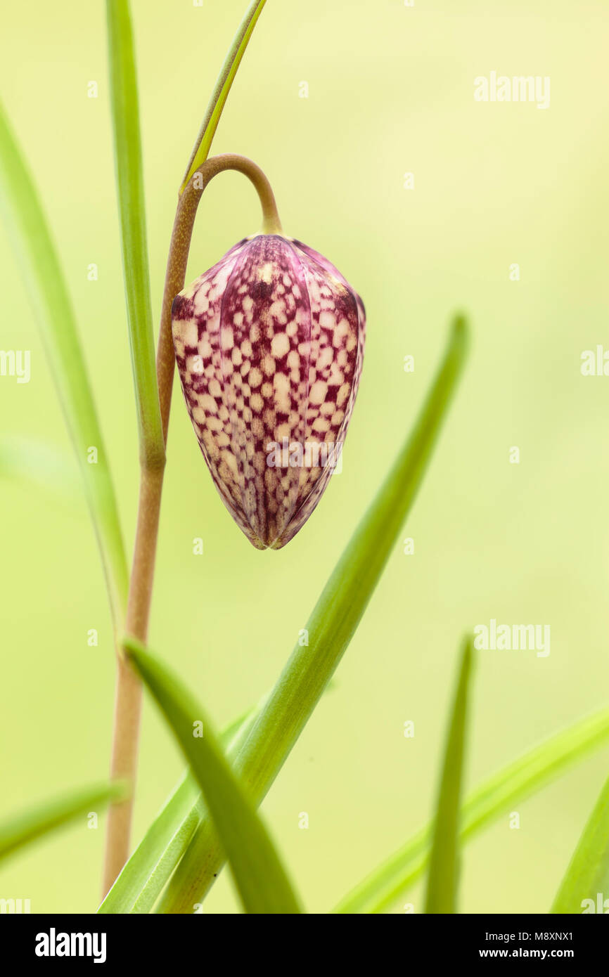 Die Schlange Kopf Fritillary, Fritillaria mealagris, im Anbau (nativ auf N-Europa) Stockfoto