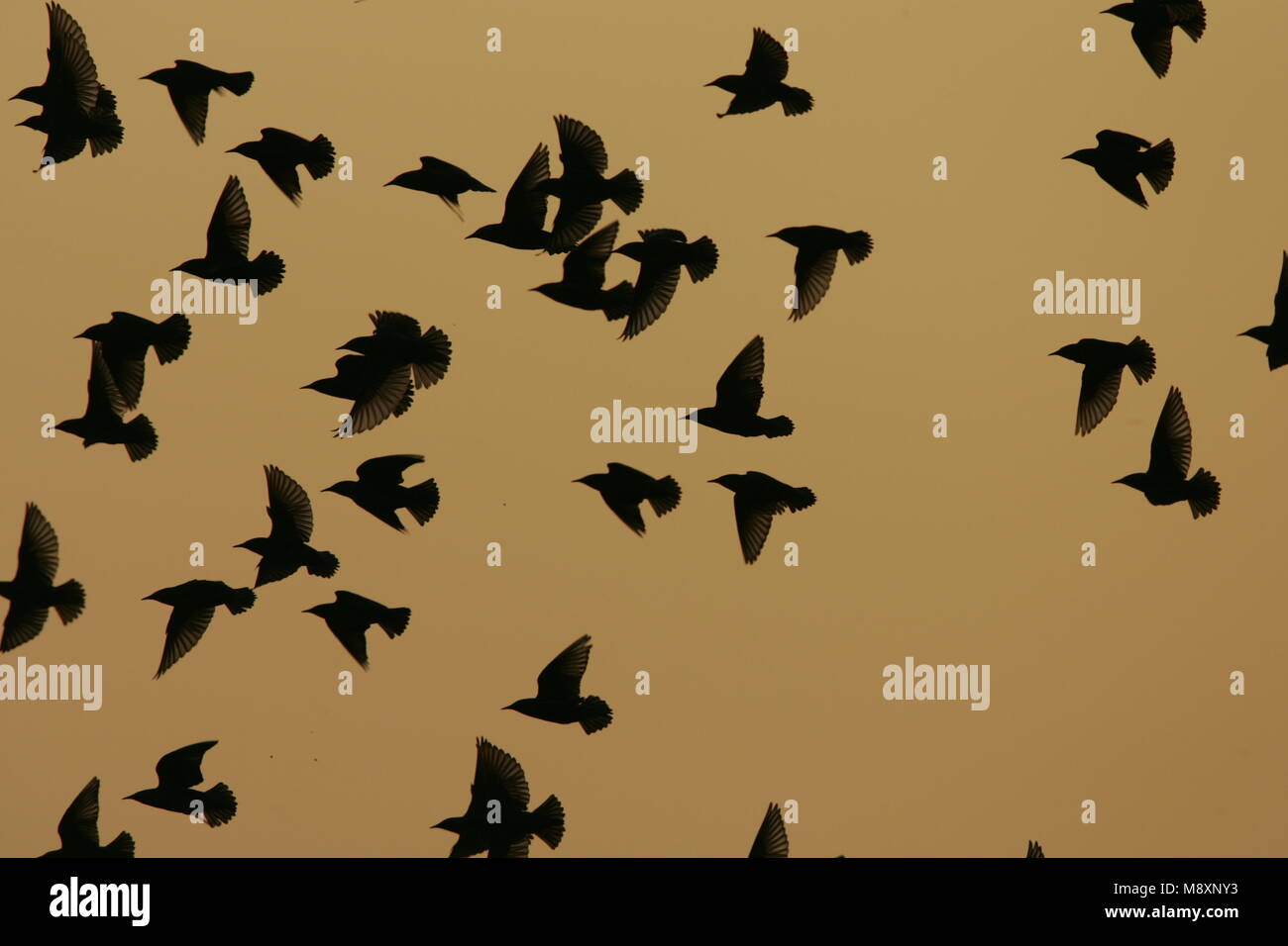Common Starling Herde fliegen; Spreeuw groep Vliegend Stockfoto