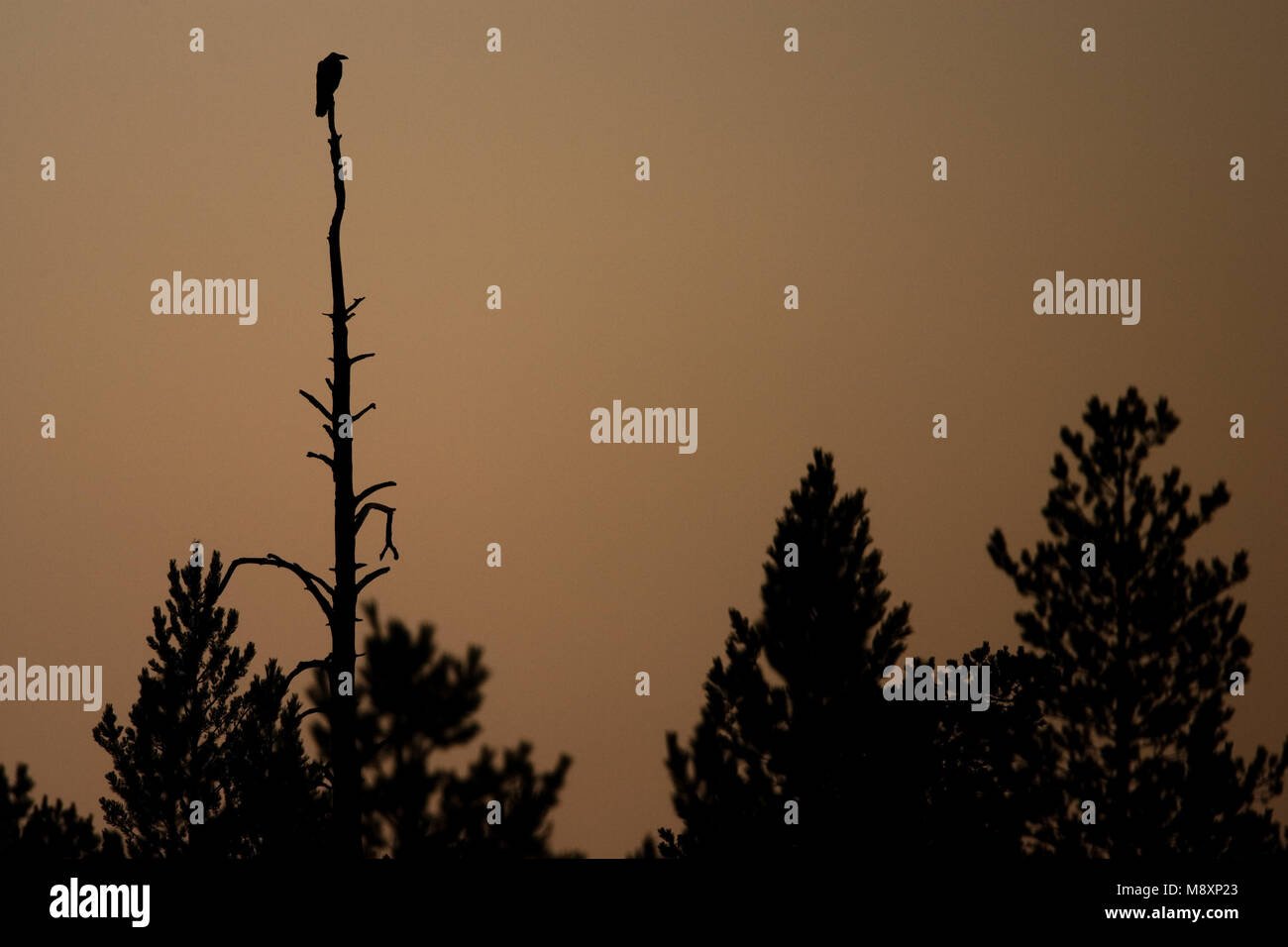 Raaf silhouet in dode Boom; Kolkrabe in toten Baum, silhouet Stockfoto