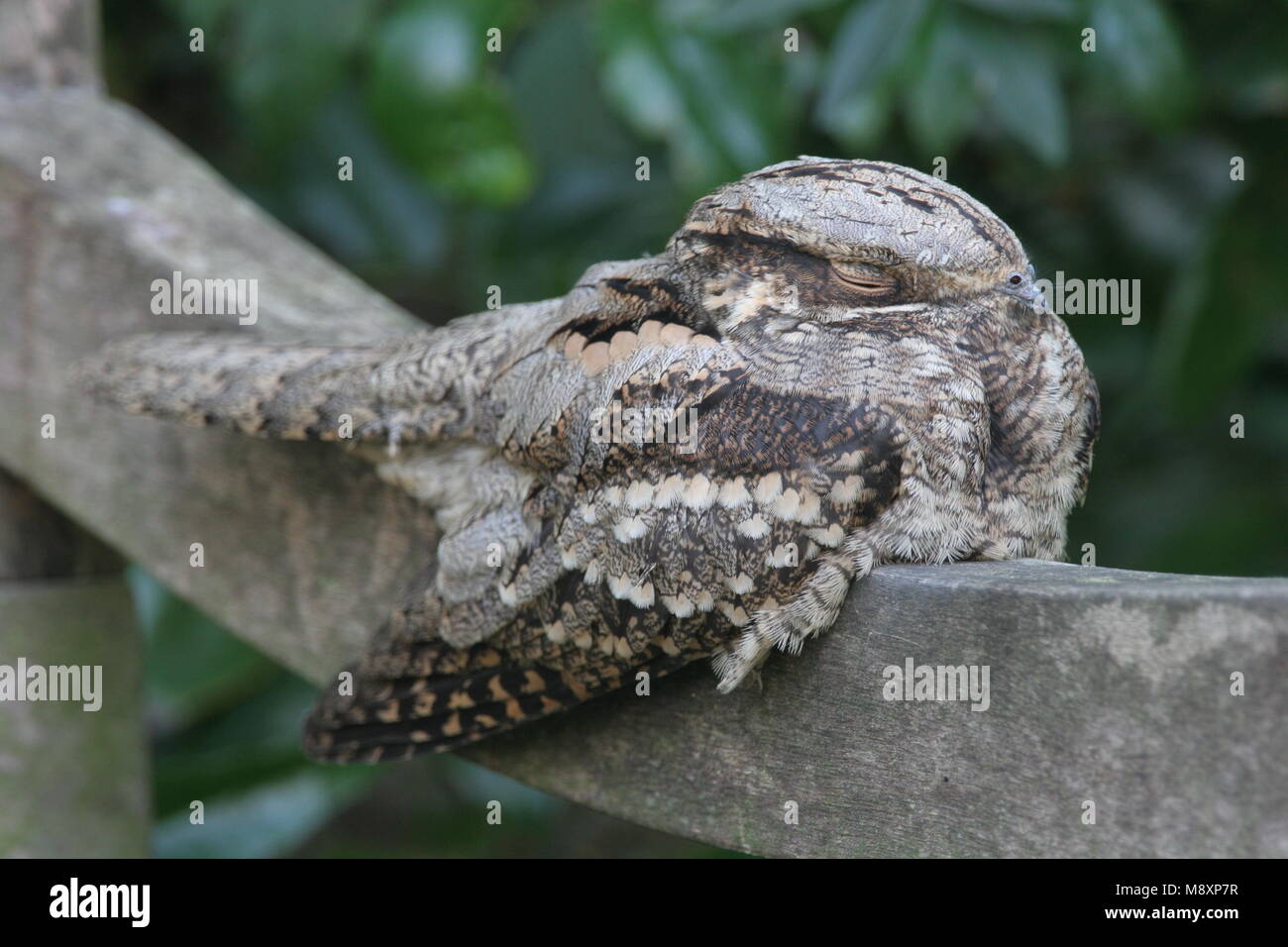 Nachtzwaluw zittend op Brug; Europäische Nightjar auf Brücke gehockt Stockfoto