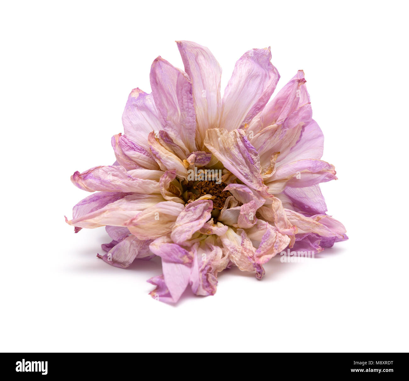 Oder rosa Pfingstrose Paeonia lactiflora auf weißem Hintergrund verblasst Stockfoto