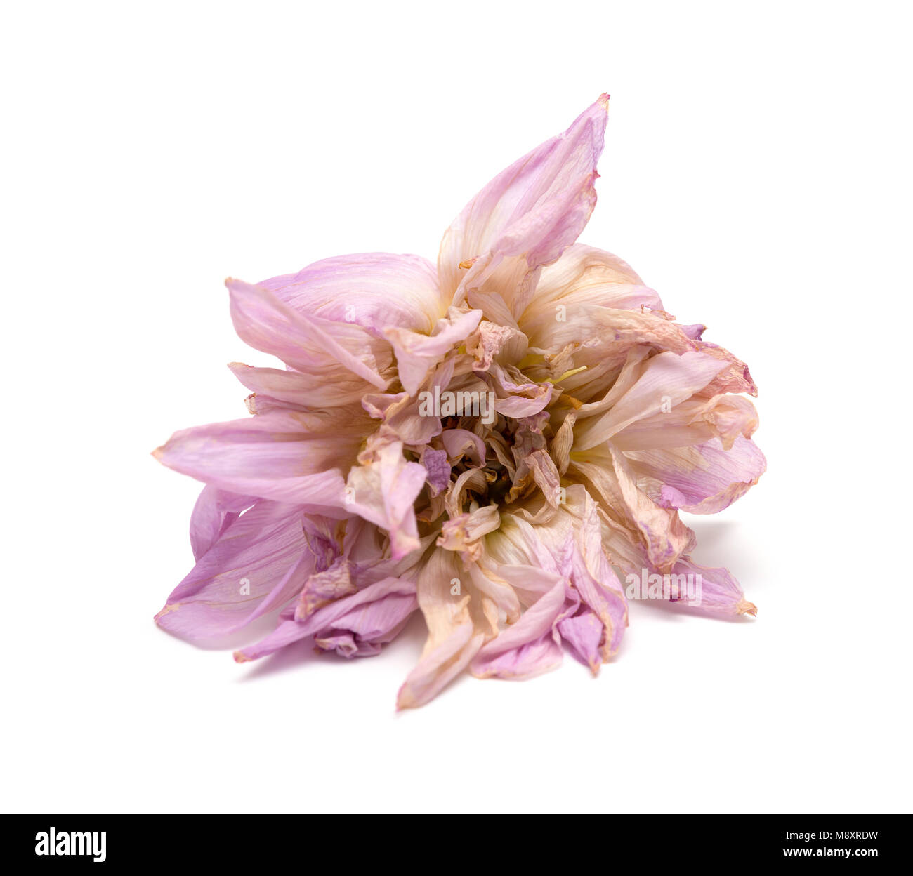 Oder rosa Pfingstrose Paeonia lactiflora auf weißem Hintergrund verblasst Stockfoto
