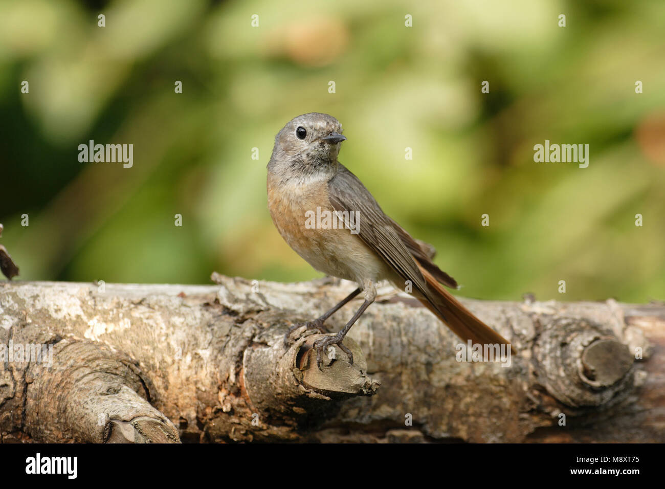 Gekraagde Roodstaart vrouwtje zittend, Common Redstart weiblichen gehockt Stockfoto