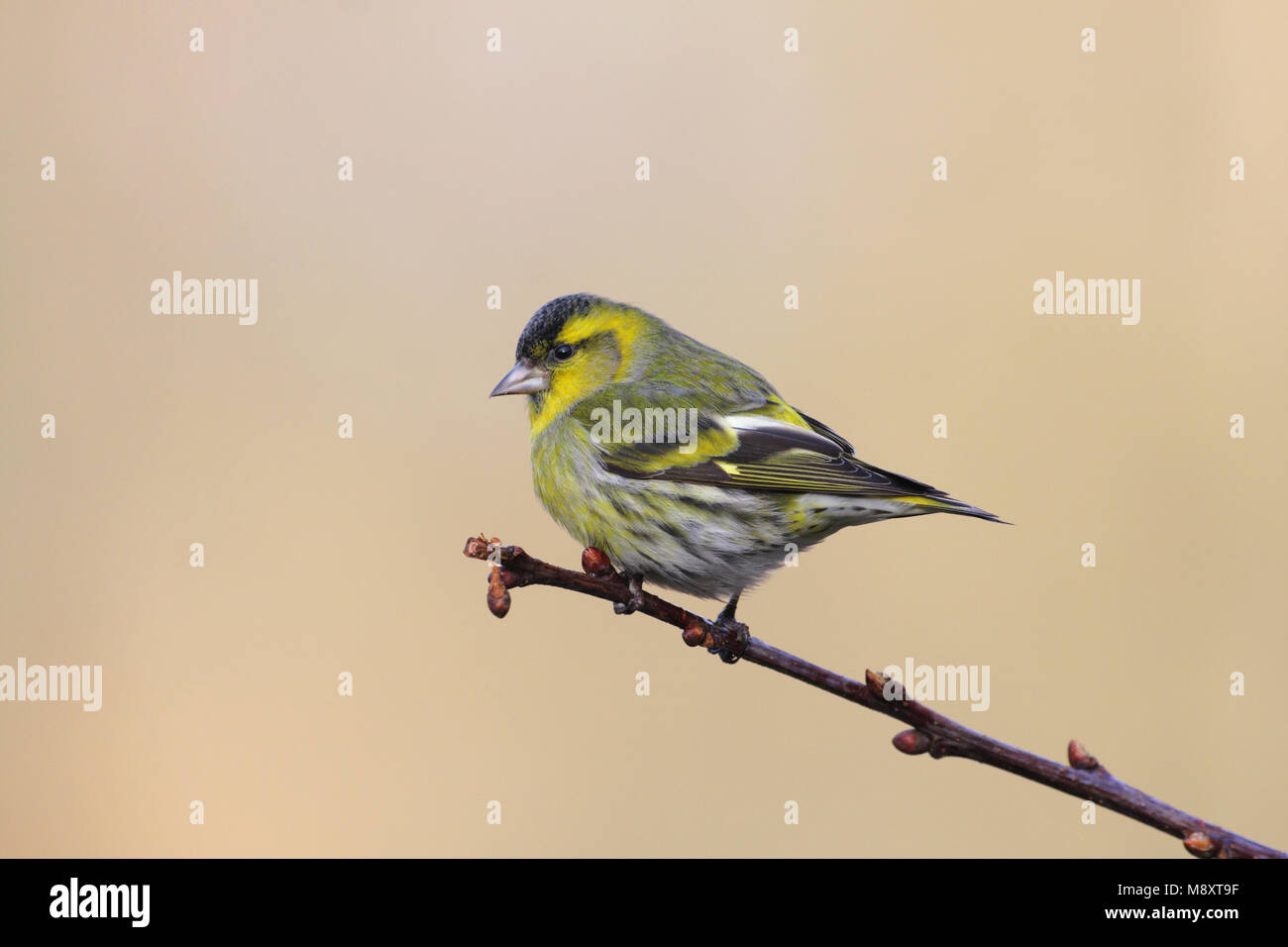 Sijsje mannetje zittend, Eurasian Siskin männlichen gehockt Stockfoto