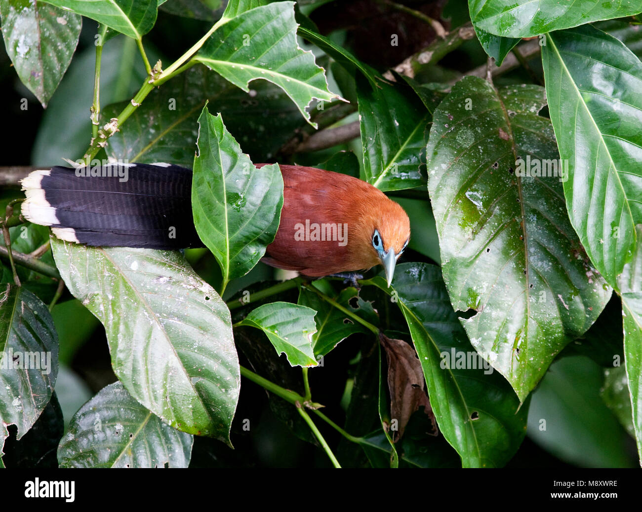 Raffles malkoha zittend in Boom; Raffless Malkoha im Baum gehockt