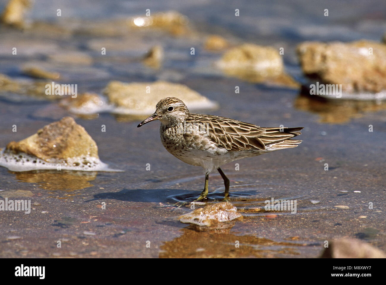 Scharfe-tailed Sandpiper winterplumage in Wasser; Siberische Strandloper in Wasser winterkleed Stockfoto