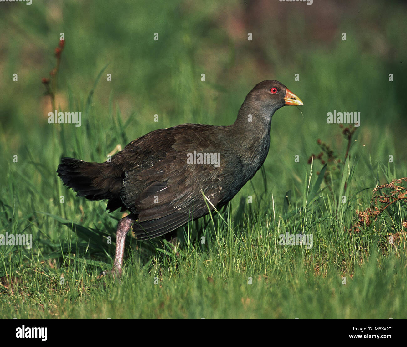 Tasmanische Native Henne auf Gras; Tasmaans Waterhoen im Gras Stockfoto