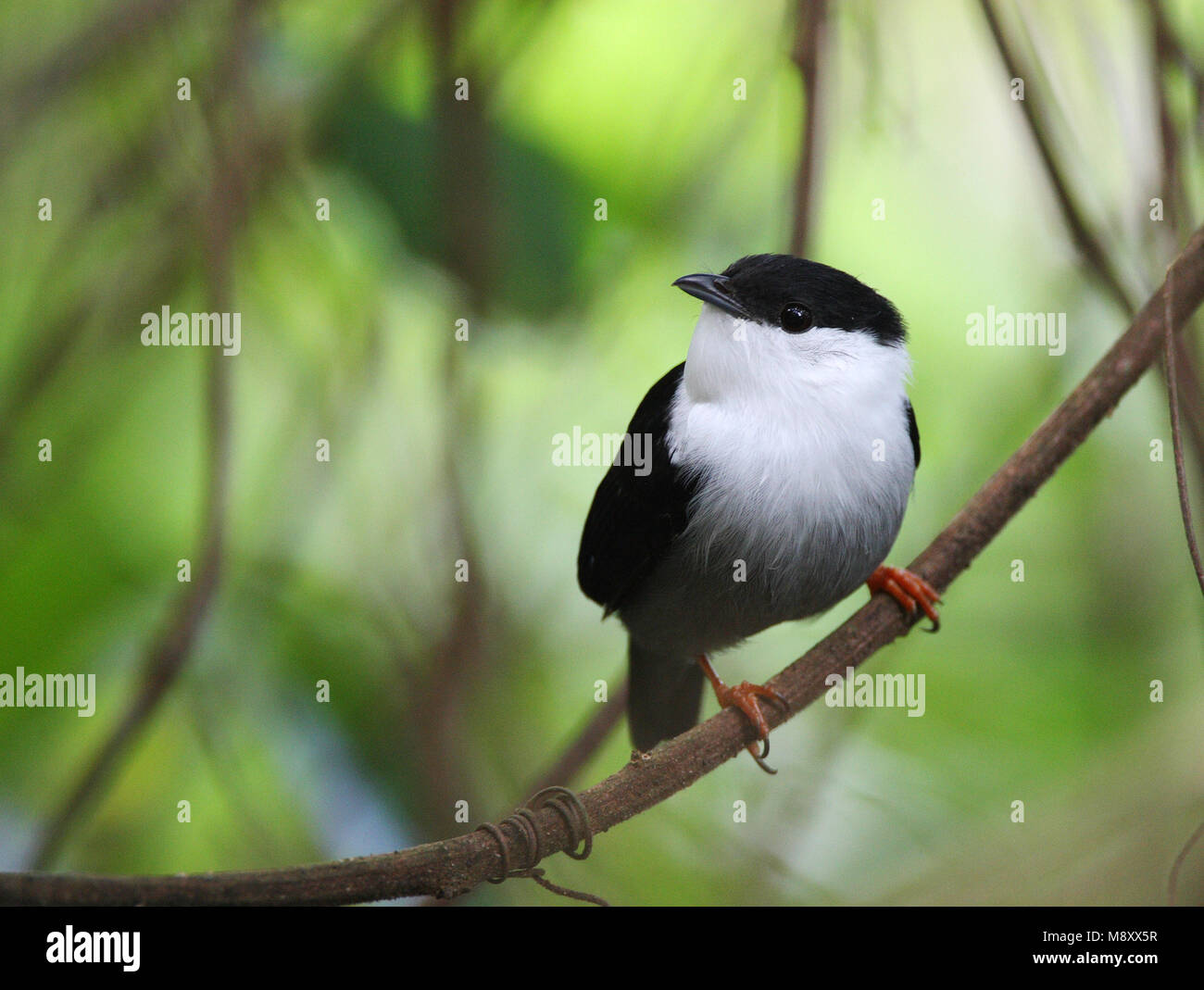 Goulds Manakin zittend in Bos; Weiß-bärtigen Manakin im Wald thront Stockfoto Goulds Manakin zittend in Bos; Weiß-bärtigen Manakin im Wald thront Stockfoto