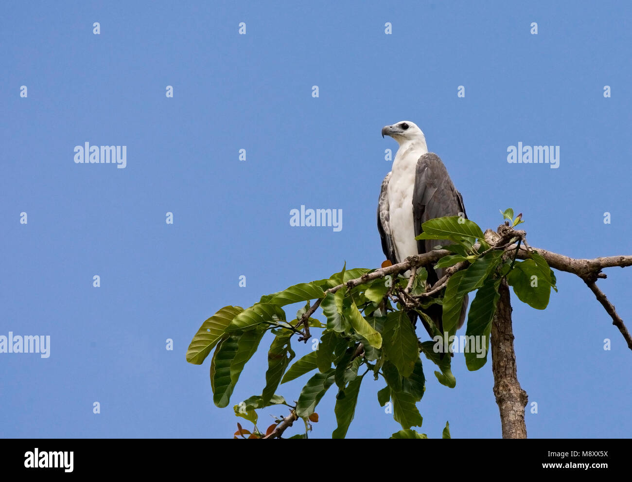 Zeearend zittend Witbuik-op Tak; white-bellied Fish-Eagle auf Ast sitzend Stockfoto