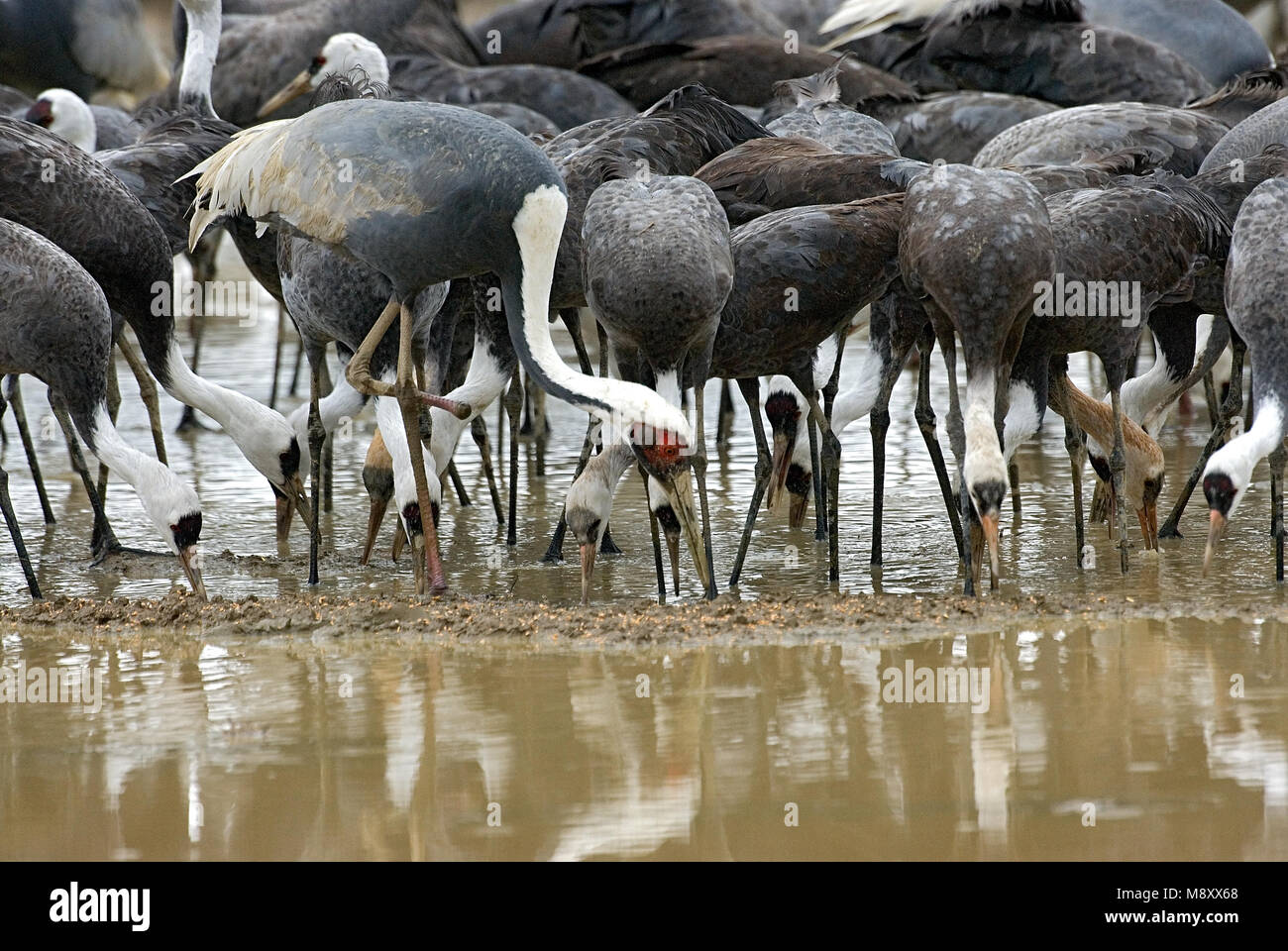 Weiß-naped Crane und Hooded Crane Arasaki Japan; Witnekkraanvogel en Monnikskraanvogel Arasaki Japan Stockfoto