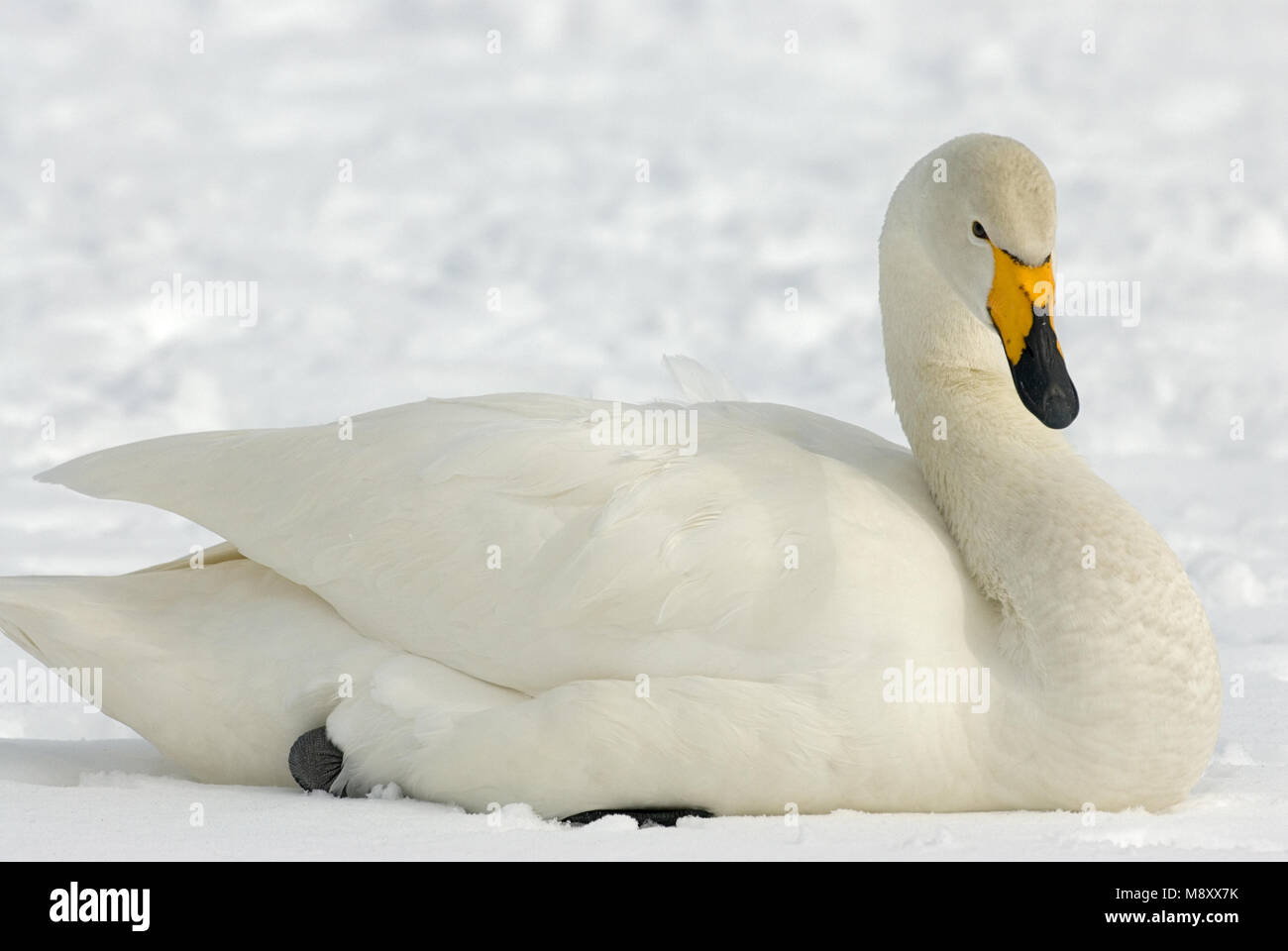 Singschwan im Schnee; Wilde zwaan im Schnee Stockfoto