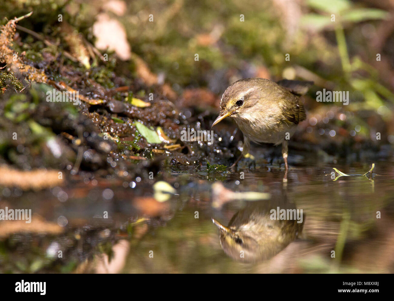 Zittend in Wasser, fitis Fitis thront in Wasser Stockfoto