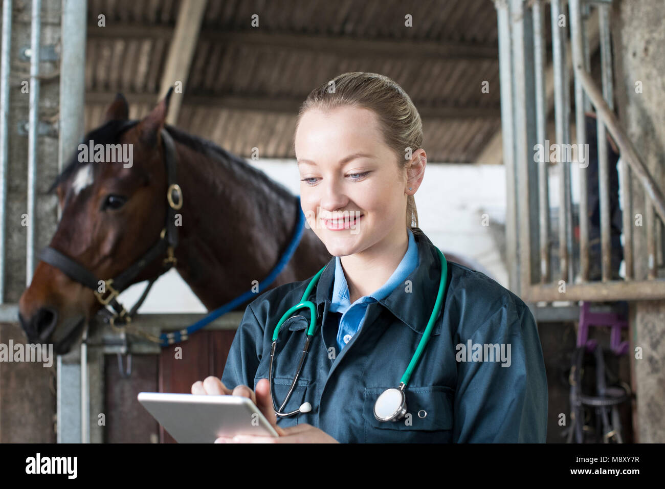 Weibliche Tierarzt mit digitalen Tablet Prüfung Pferd im Stall Stockfoto