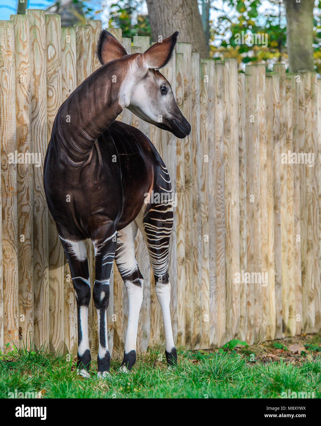 Schöne Okapi in Dublin Zoo Stockfoto