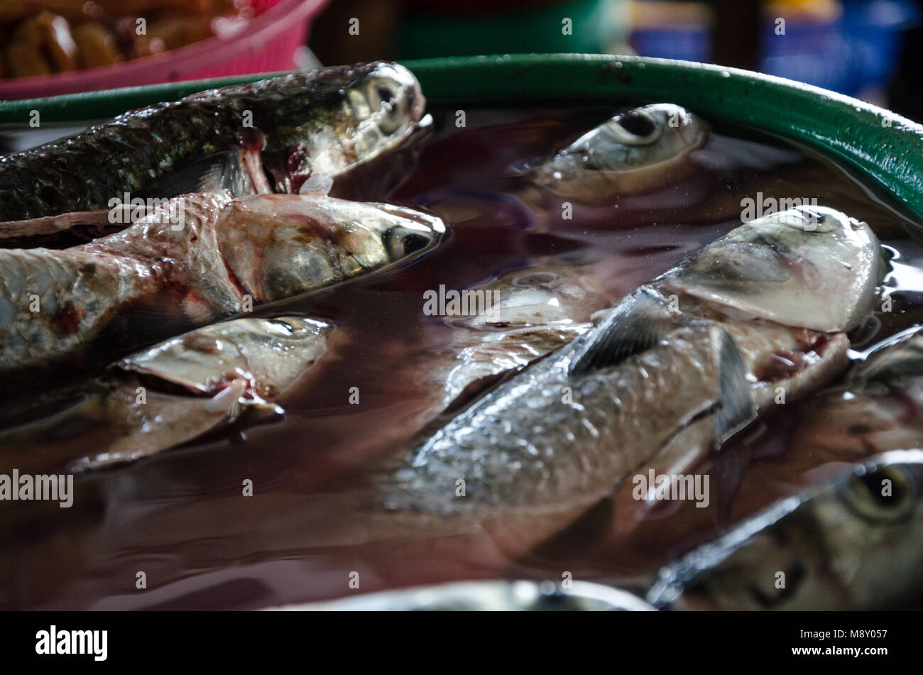 Sie setzten sie auf die Fische im Wasser, Frische, bis zu dem Moment, in dem Sie die Aufnahme auf dem Markt zu verkaufen, zu halten. Stockfoto