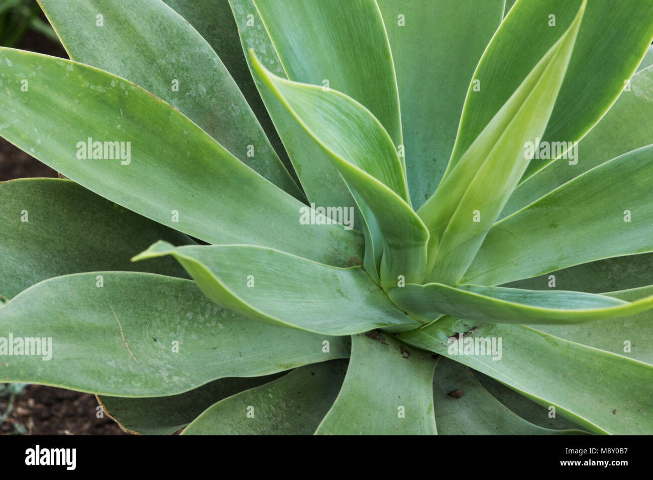 Eine Nahaufnahme Foto der Blätter auf einem großen Agave. Stockfoto