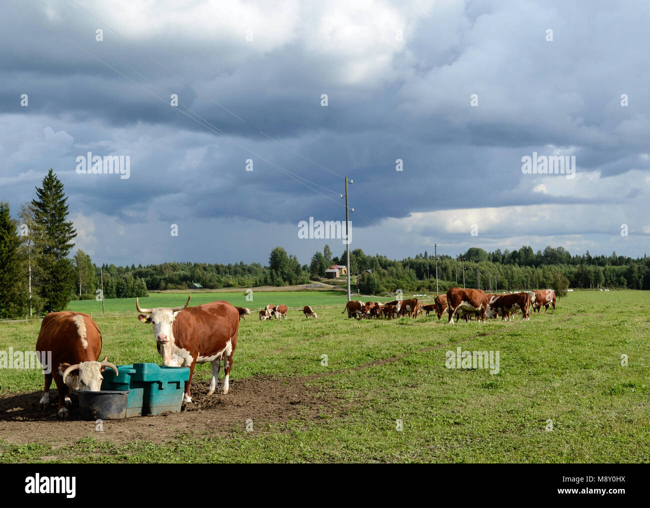 Kühe in einem Feld in ländlichen Finnland Stockfoto