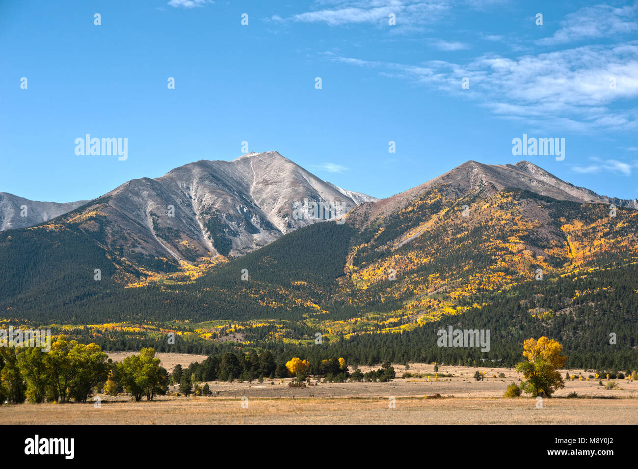 Mount Princeton, in der Nähe von Buena Vista, Colorado, ist im Glanz der Farben des Herbstes bedeckt, mit Gold und Orange aspen Blätter gemischt in einem Wald entlang Kiefer Stockfoto