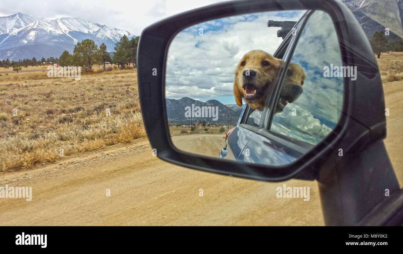 Die Berge von Colorado sind eine perfekte Kulisse für die Rückspiegel Bild eines Golden Retriever Welpe hängt seinen Kopf aus dem Fenster eines Autos Stockfoto