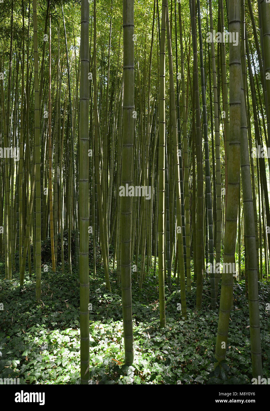 Garten von Ninfa - ein Naturdenkmal mit mittelalterlichen Ruinen in Stein, Blumen Park und ein ehrfürchtiges Torrent mit wenig fallen. Provinz Latina, Italien Stockfoto