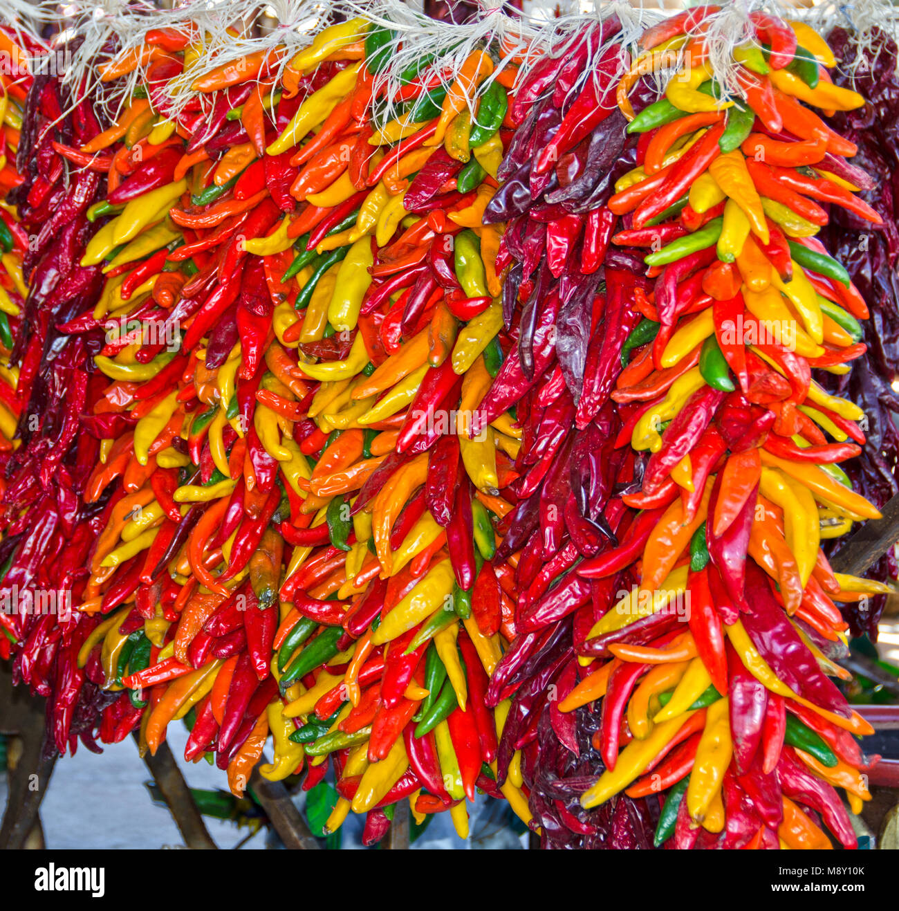 Mehrfarbige Chili ristras hängen zusammen im Hatch, New Mexico. Stockfoto