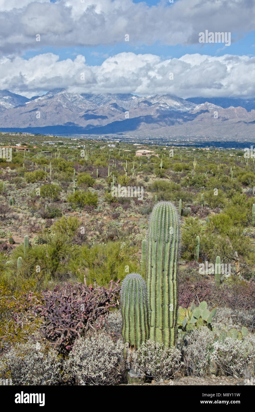 Ein Wald aus gigantischen Saguaro Kakteen dominieren die Landschaft im Saguaro National Monument in der Nähe von Tucson, Arizona. Stockfoto