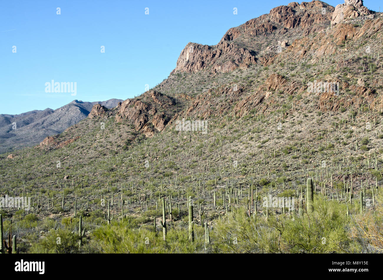 Ein Wald aus gigantischen Saguaro Kakteen dominieren die Landschaft im Saguaro National Monument in der Nähe von Tucson, Arizona. Stockfoto