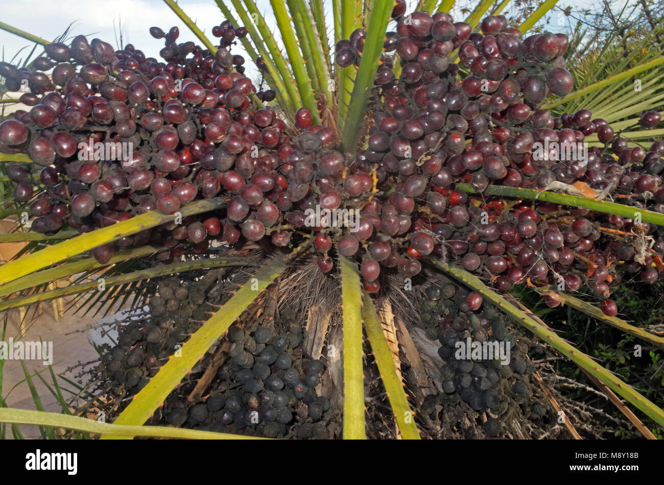 Von Palm Früchte im sardischen Garten Stockfoto