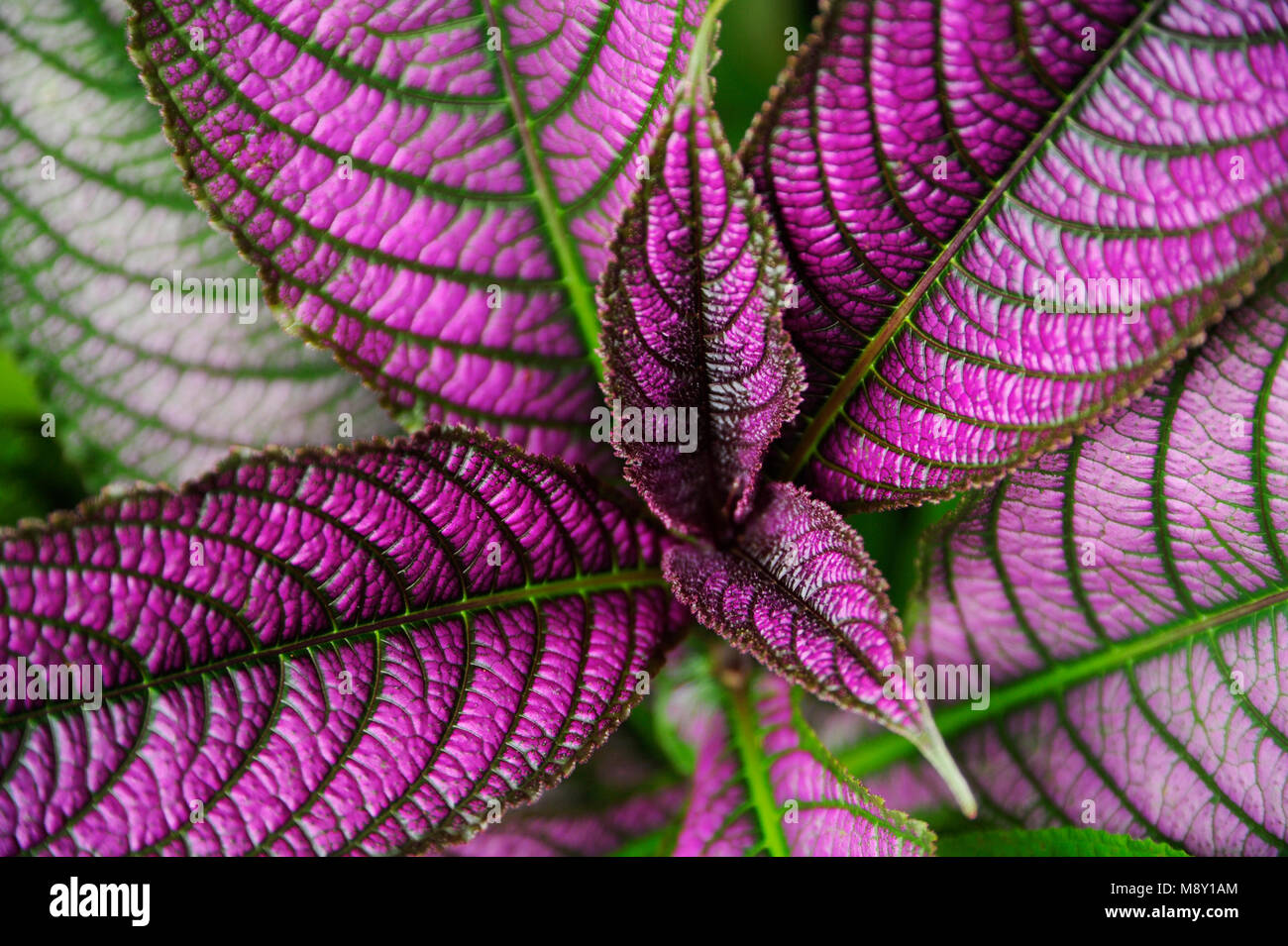 Strobilanthes Dyeriana Stockfotos und bilder Kaufen Alamy