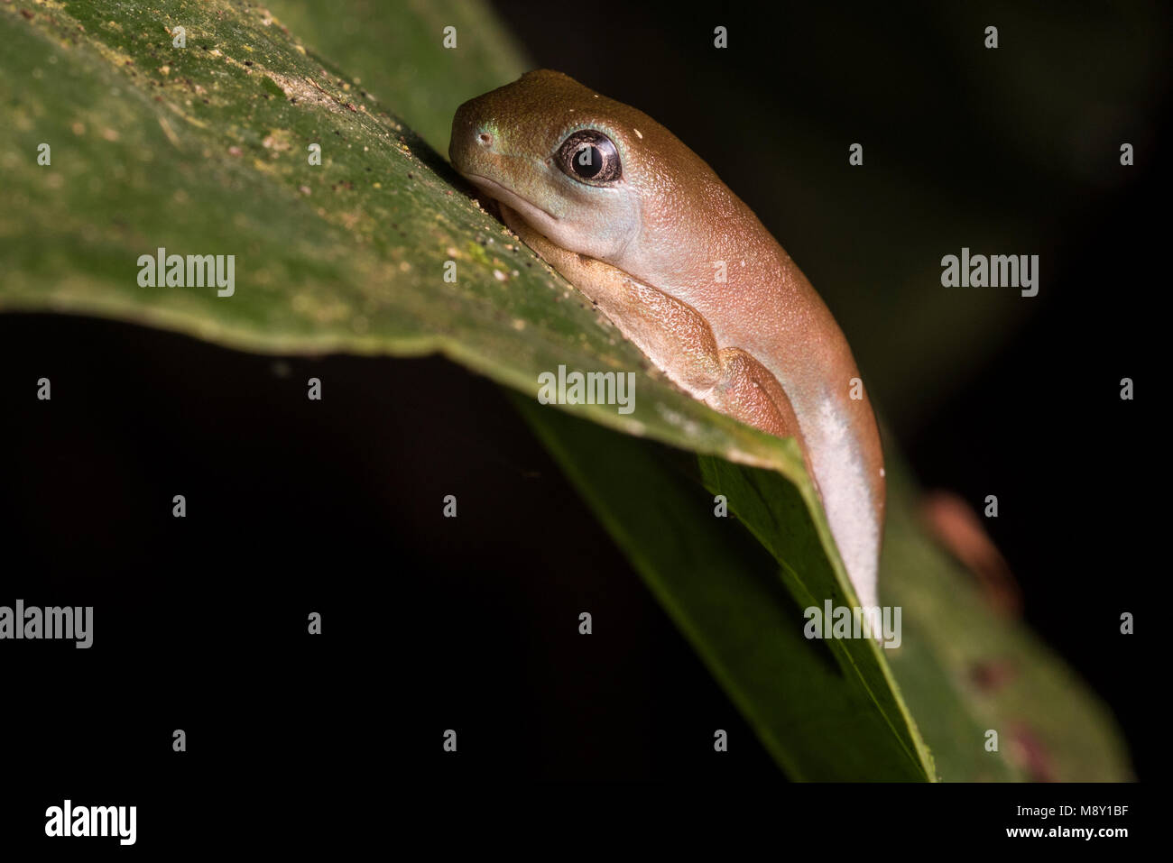 Eine kleine leaf Frog bei einer mittleren Lebensphase. Nicht ganz ein Frosch aber nicht mehr eine Kaulquappe. Stockfoto