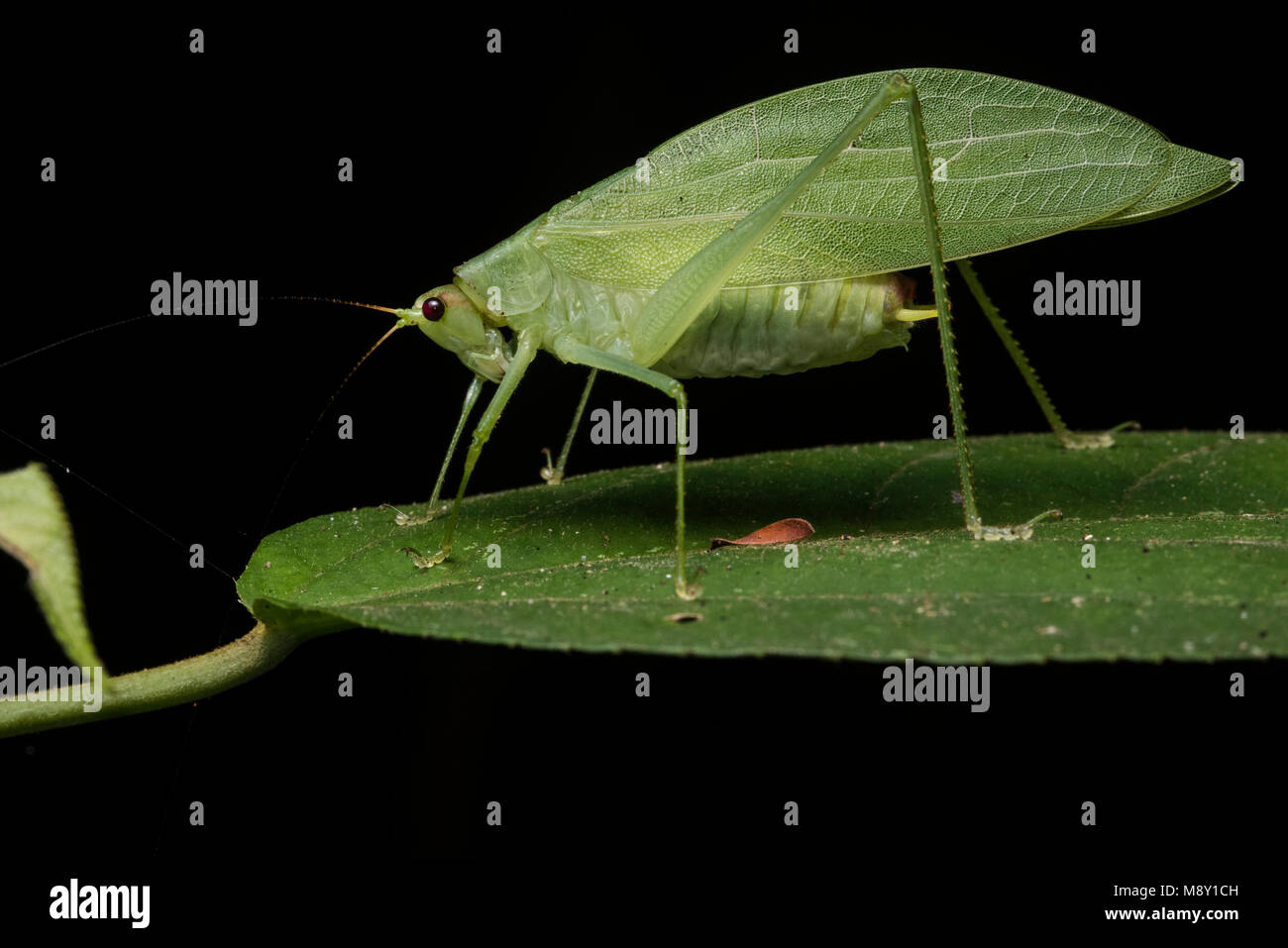 Eine grüne katydid aus dem Dschungel. Stockfoto