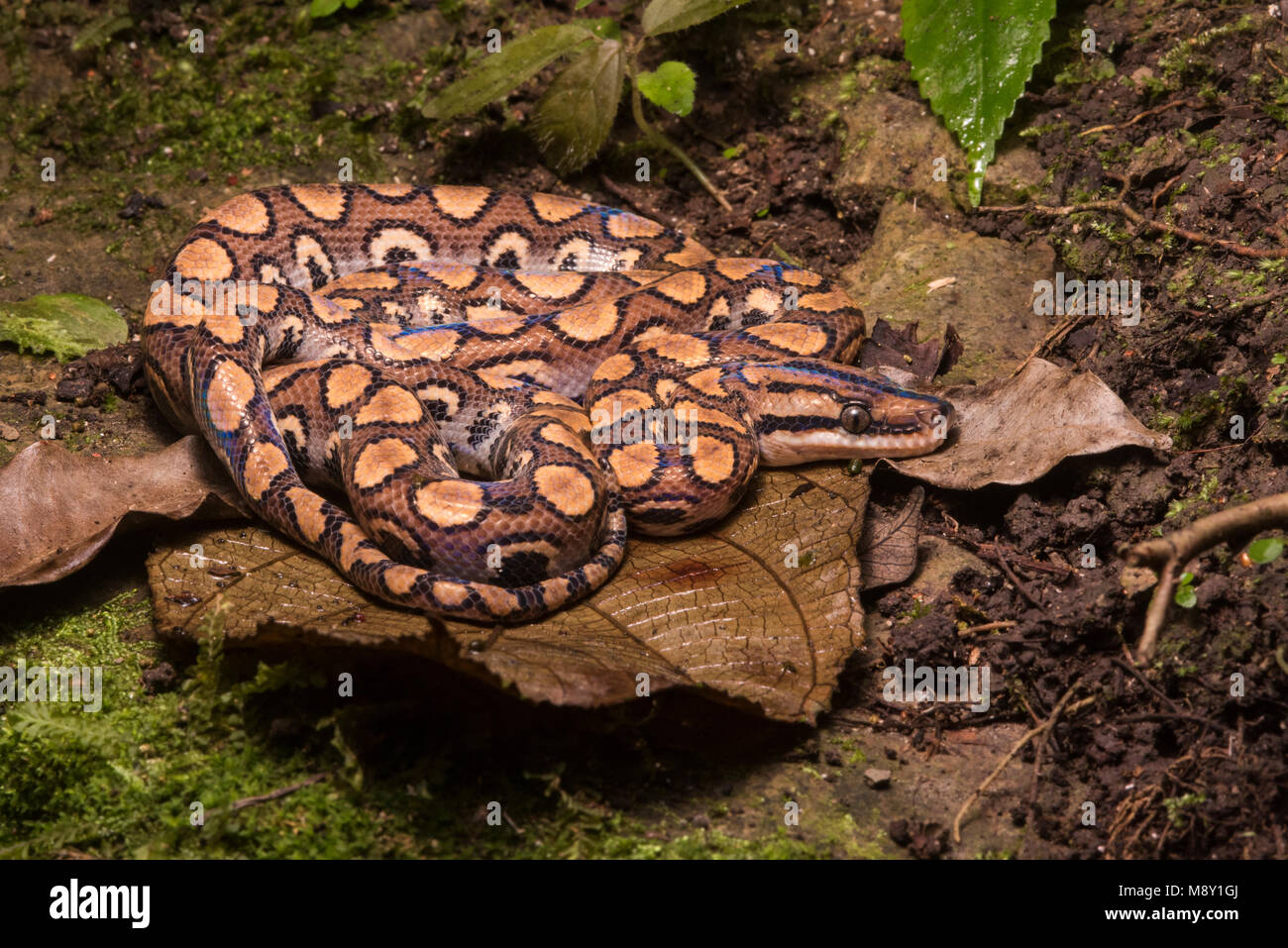 Regenbogen schlange Fotos und Bildmaterial in hoher Auflösung Alamy