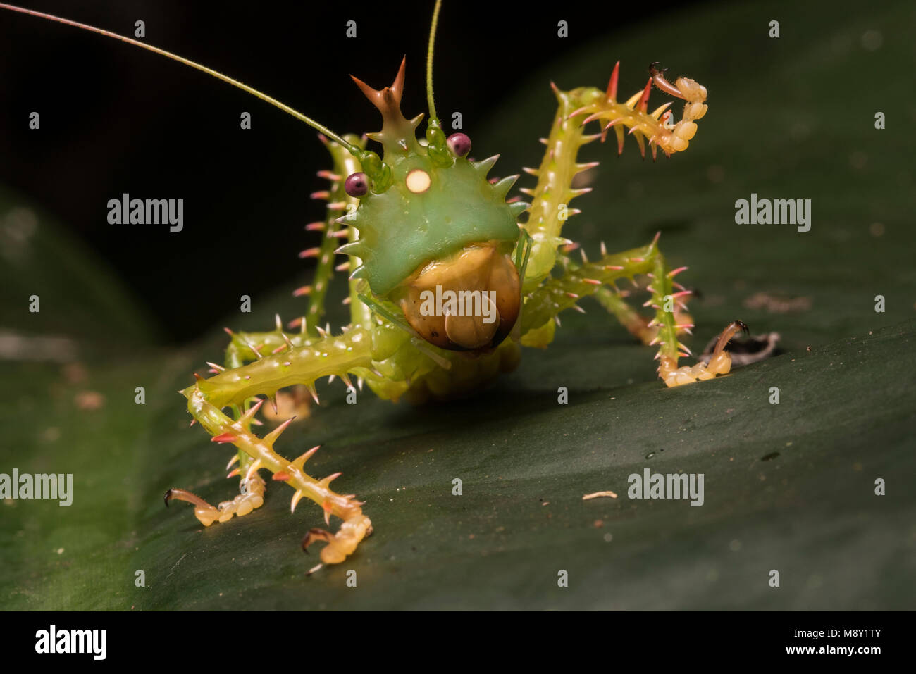 Eine stachelige & räuberischen katydid aus den peruanischen Dschungel. Stockfoto