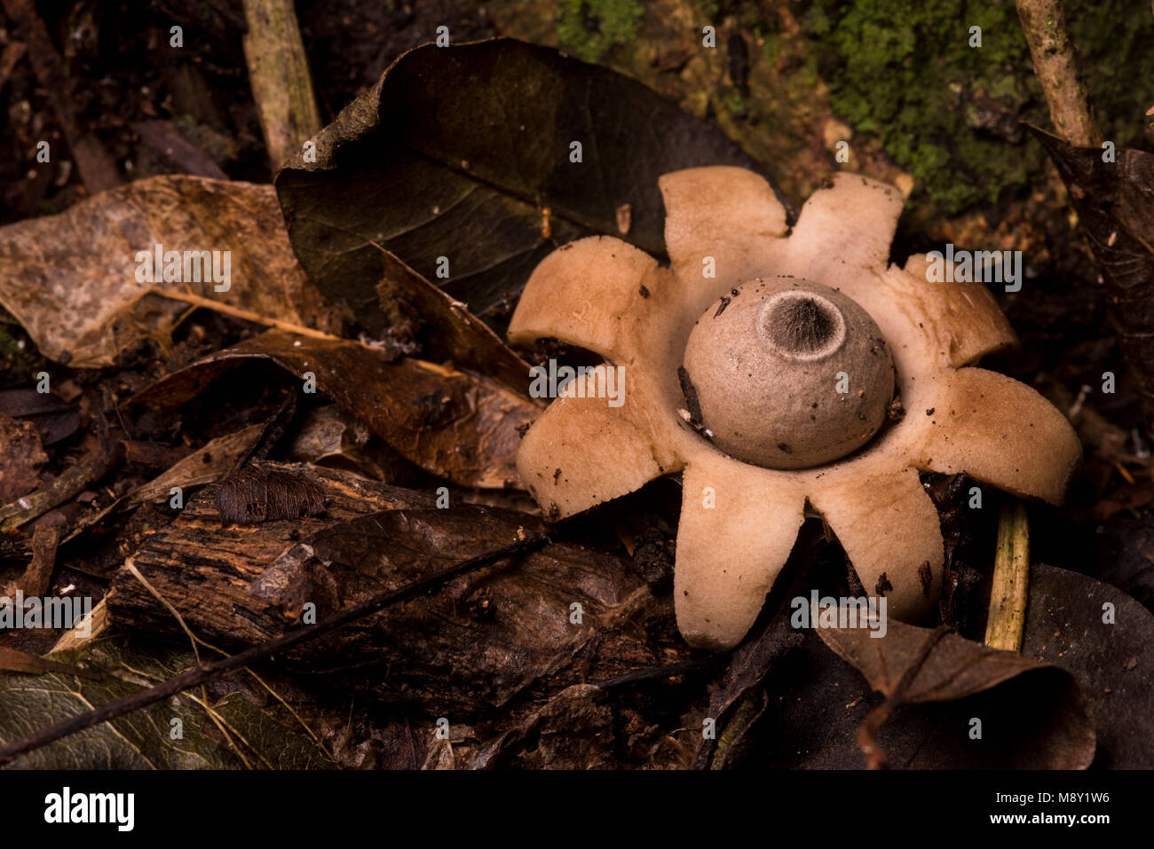 Einem sternförmigen Pilz im Dschungel von Peru wächst. Stockfoto