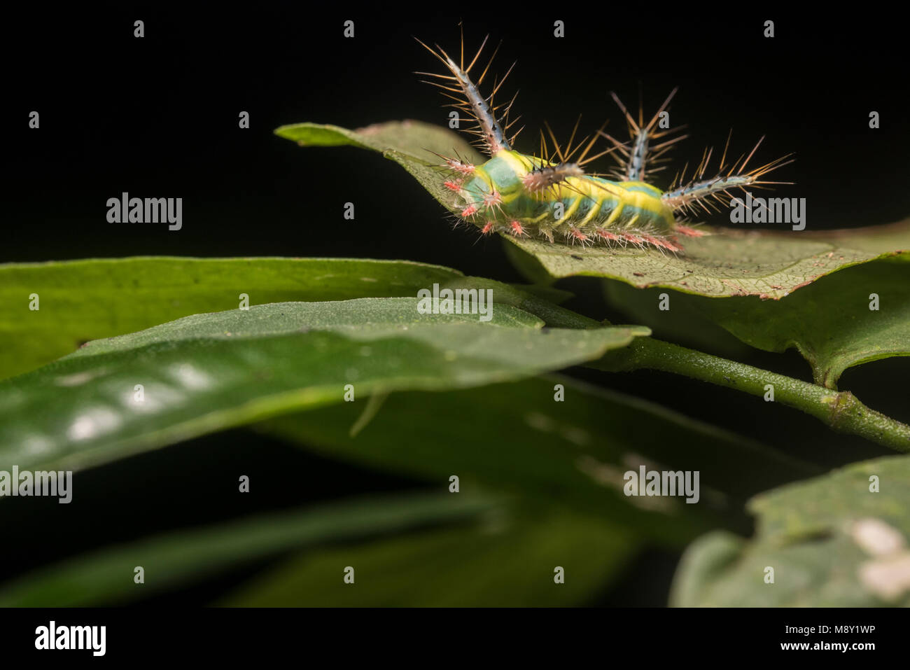 Ein Stechen slug Motte Caterpillar, die hübschen Farben potentielle Raubtiere weg bleiben wie die Raupe packs einen schmerzhaften Stich warnen. Stockfoto