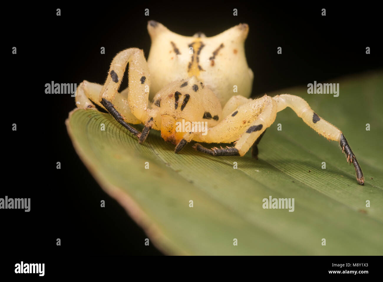 Eine Blume nachahmen crab Spider (Epicadus heterogaster) aus den peruanischen Dschungel. Stockfoto