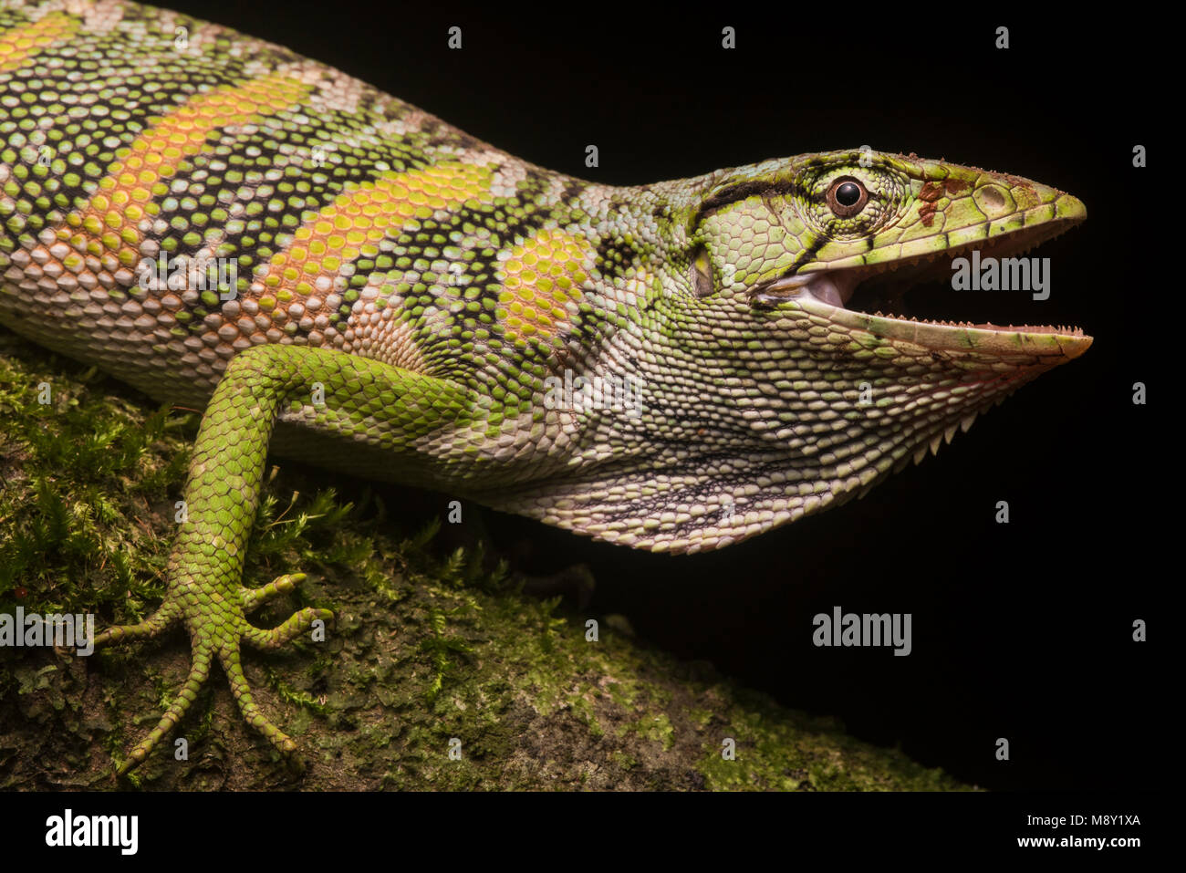 Die gemeinsame monkey Lizard (Polychrus Marmoratus) aus den peruanischen Dschungel. Stockfoto
