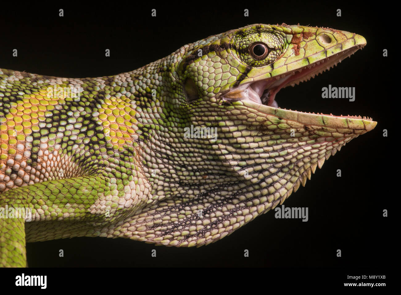 Die gemeinsame monkey Lizard (Polychrus Marmoratus) aus den peruanischen Dschungel. Stockfoto