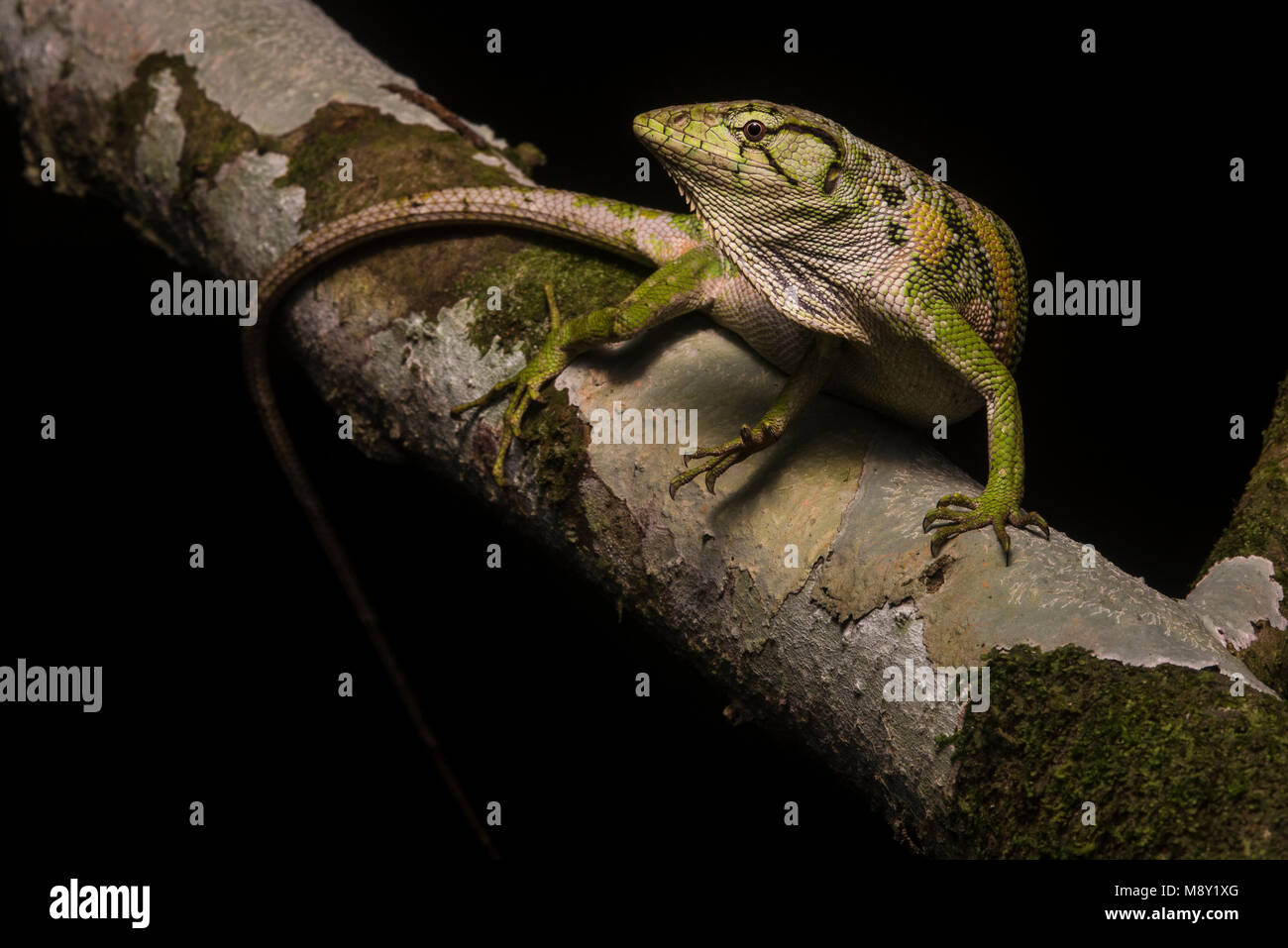 Die gemeinsame monkey Lizard (Polychrus Marmoratus) aus den peruanischen Dschungel. Stockfoto