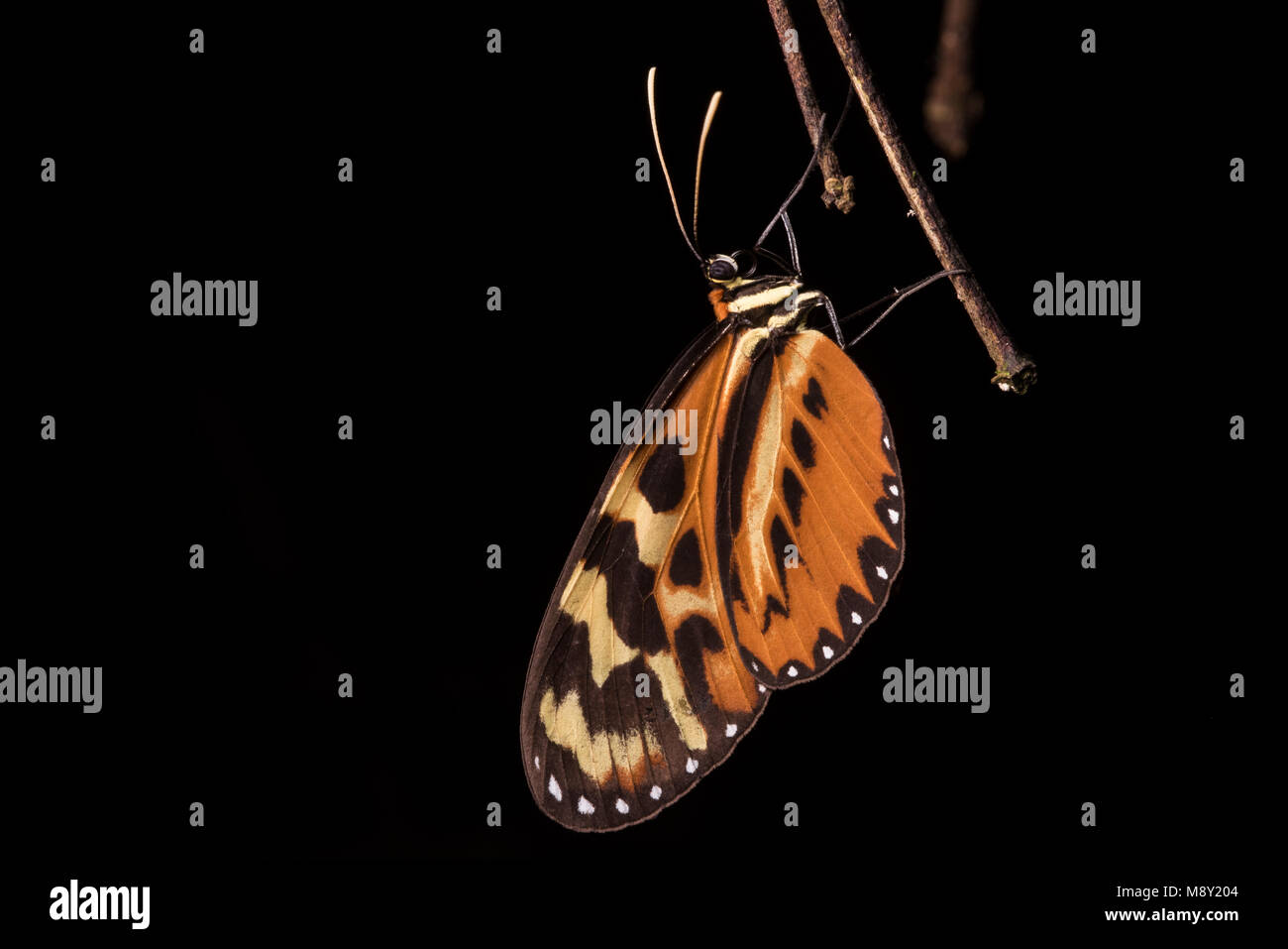 Eine Pflanzenart aus der Gattung Heliconius Schmetterling, besser bekannt als longwings. Diese Schmetterlinge haben umfassend untersucht worden, um zu helfen, Mimikry zu verstehen. Stockfoto