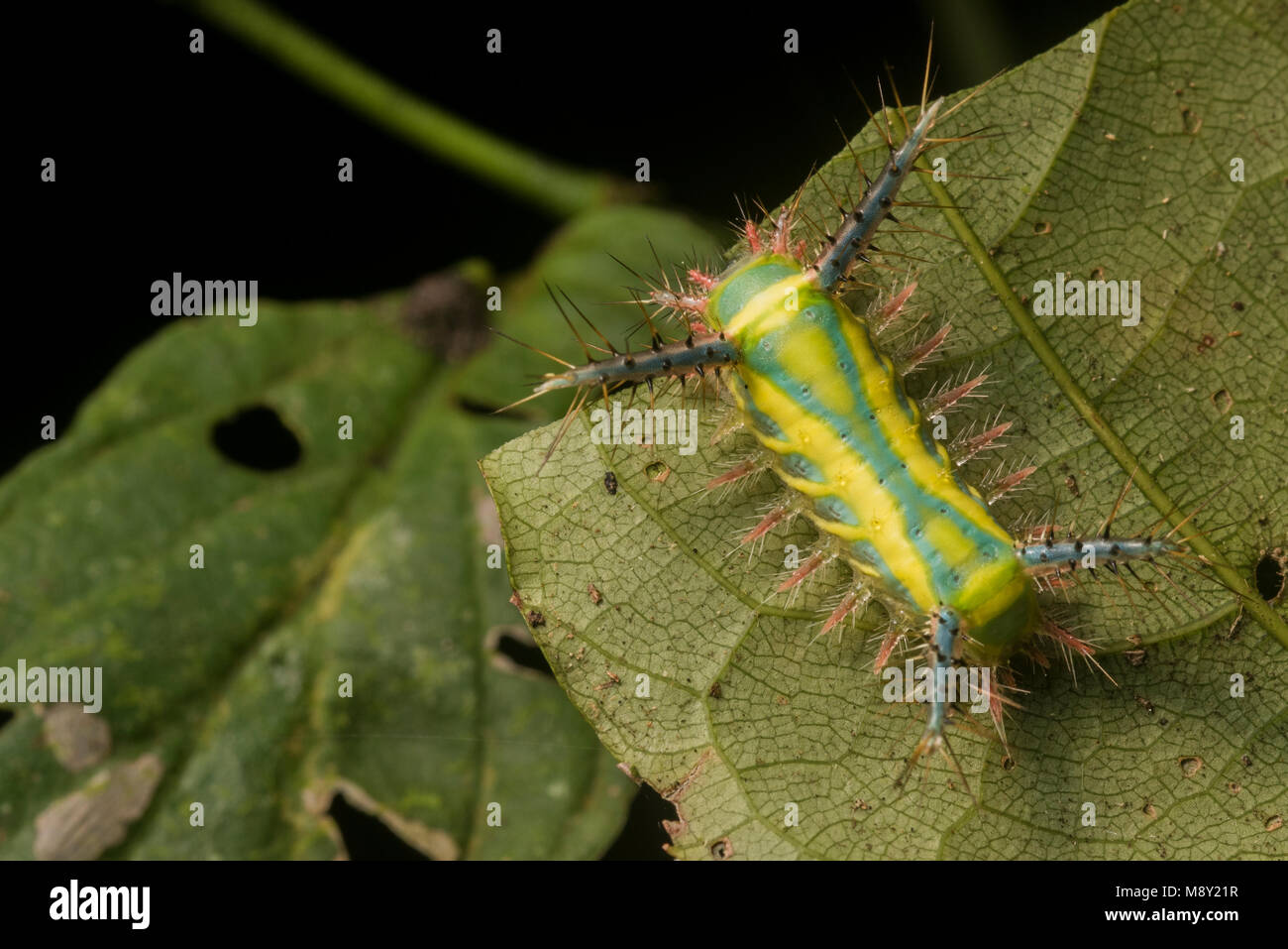 Ein Stechen slug Motte Caterpillar, die hübschen Farben potentielle Raubtiere weg bleiben wie die Raupe packs einen schmerzhaften Stich warnen. Stockfoto