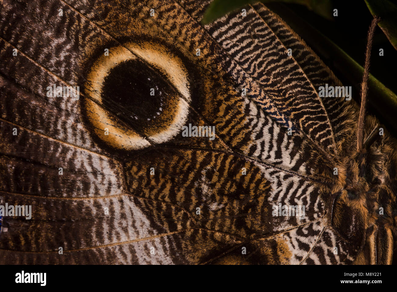 Eine Nahaufnahme eines Flügels mit Augenfleck, Raubtiere und die Butterfly/Motten zu fliehen, zu erschrecken. Die halmbruchkrankheit ähnelt das Auge einer Eule Stockfoto