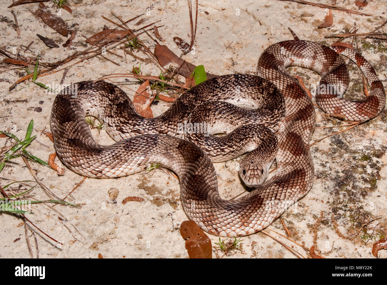 Florida Pine Snake (Pituophis Melanoleucus Mugitus) Stockfoto