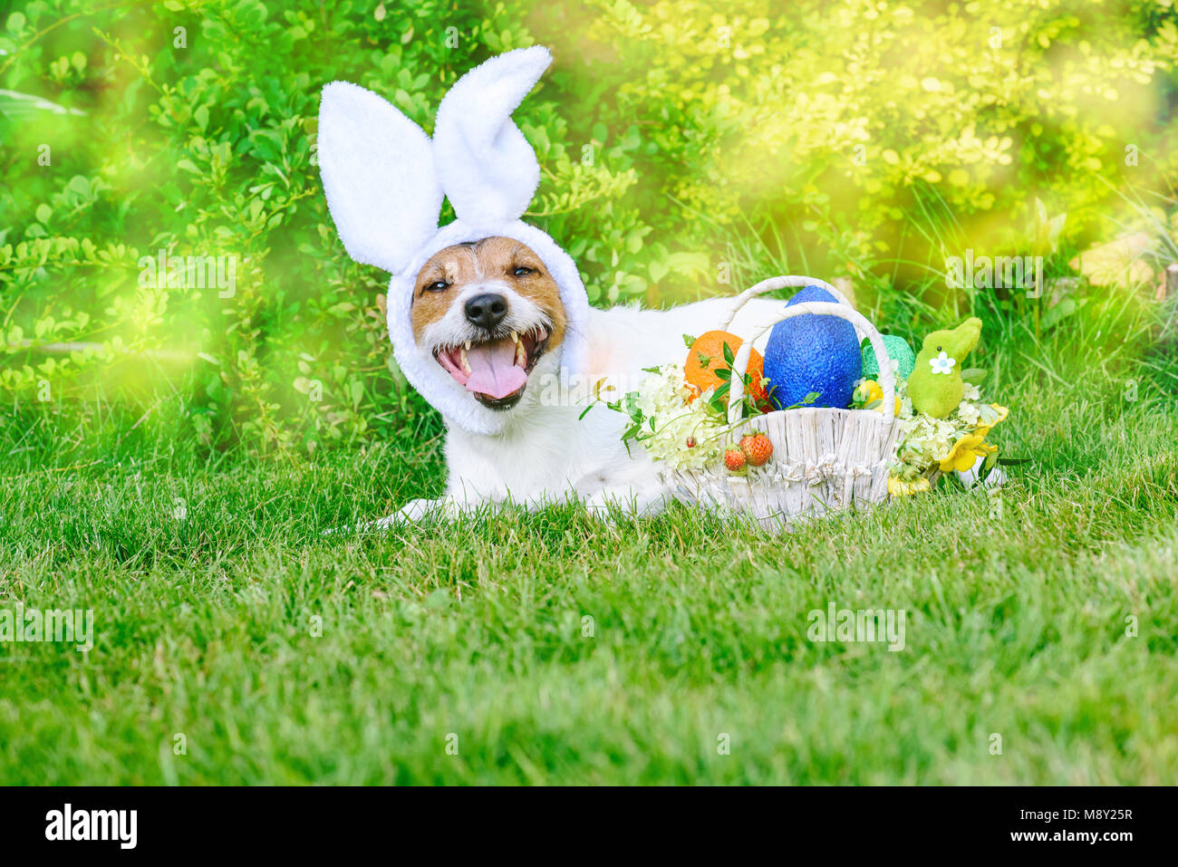 Liegend auf Gras Hund als happy Bunny bereit für Ostern (Pascha) Parade  Stockfotografie - Alamy