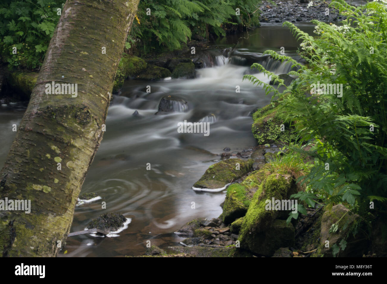 Fließendes Wasser milchig weiß durch einen langen Exposition fließt um Grün und Braun Moos bedeckt Felsen. Stockfoto