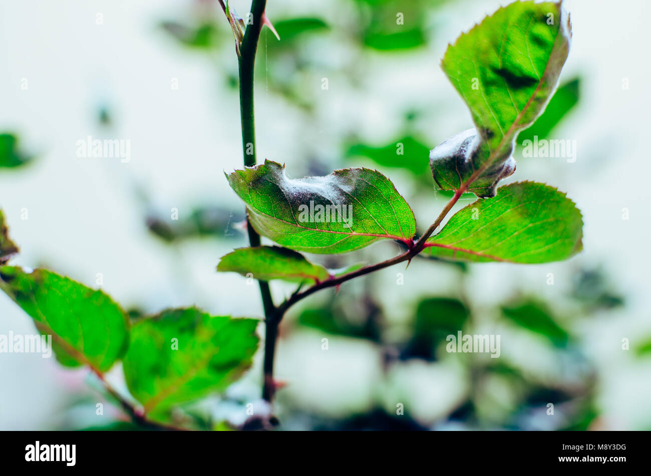 Stengel und Blätter von einer roten Rose Stockfoto