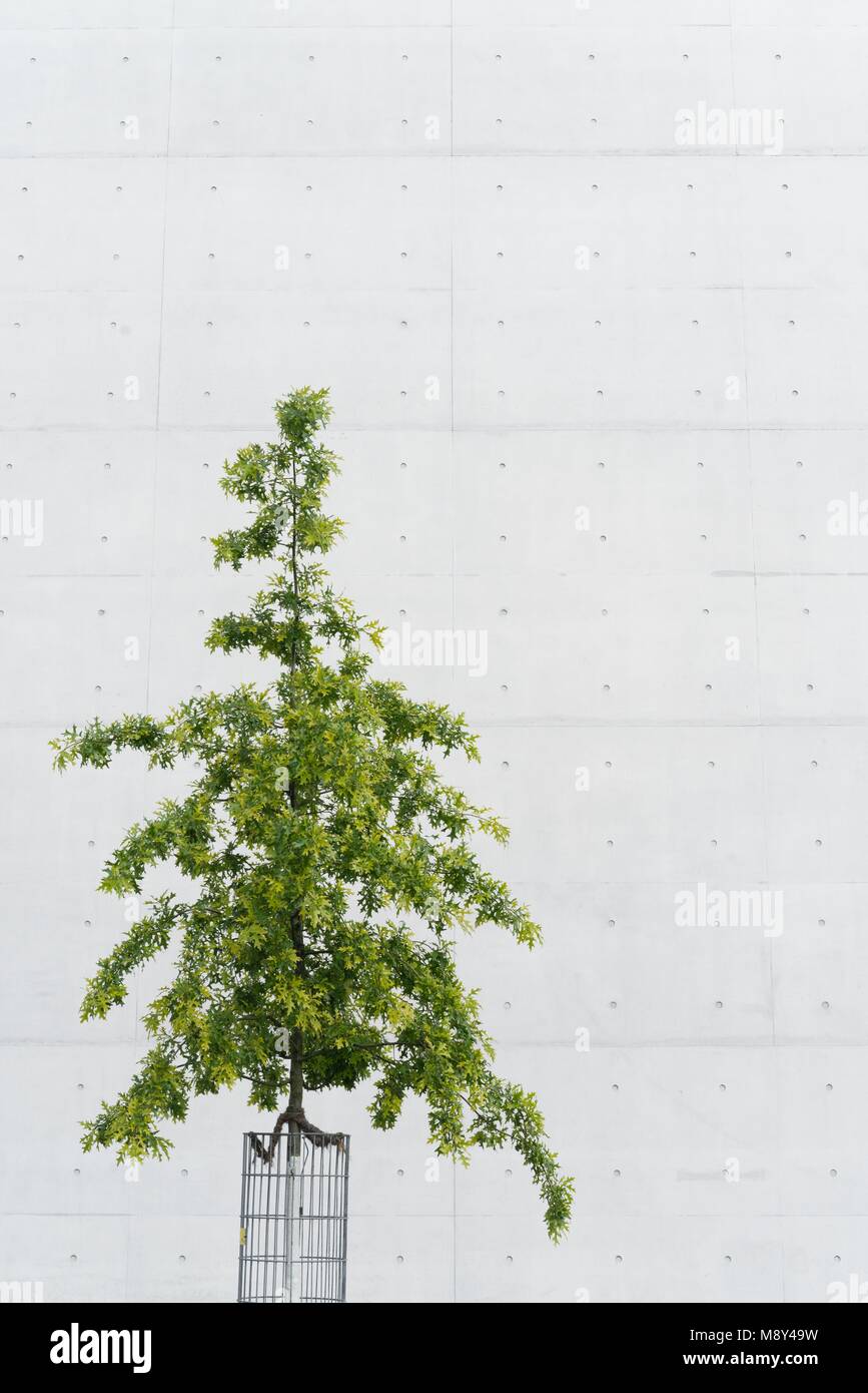 Grüner Baum auf einer sauberen weißen Hintergrund Stockfoto