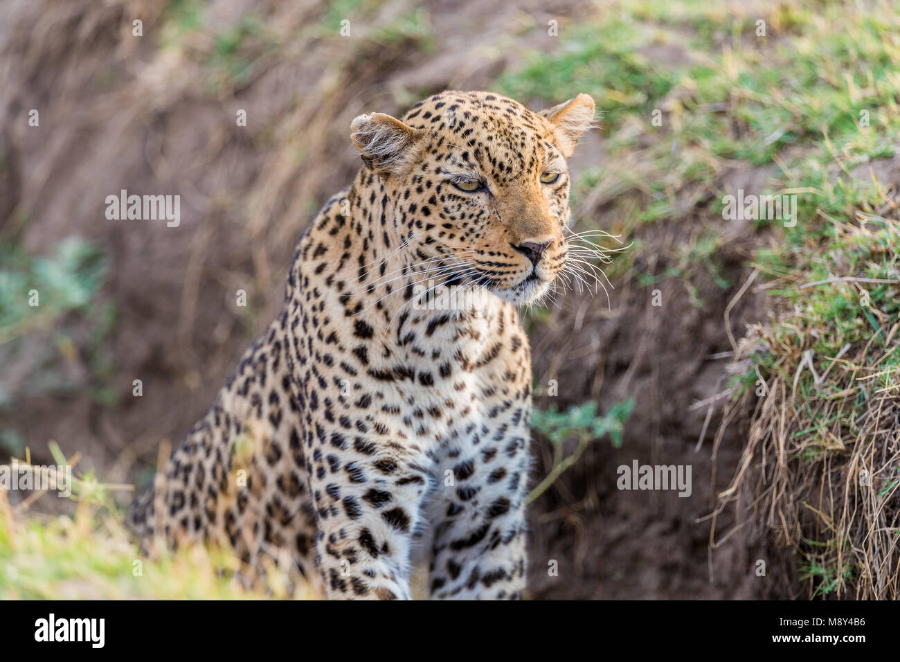 African Leopard (Panthera pardus pardus) sitzen tief in einer Schlucht und sehen einige in der Nähe Beute, South Luangwa, Sambia, Afrika Stockfoto