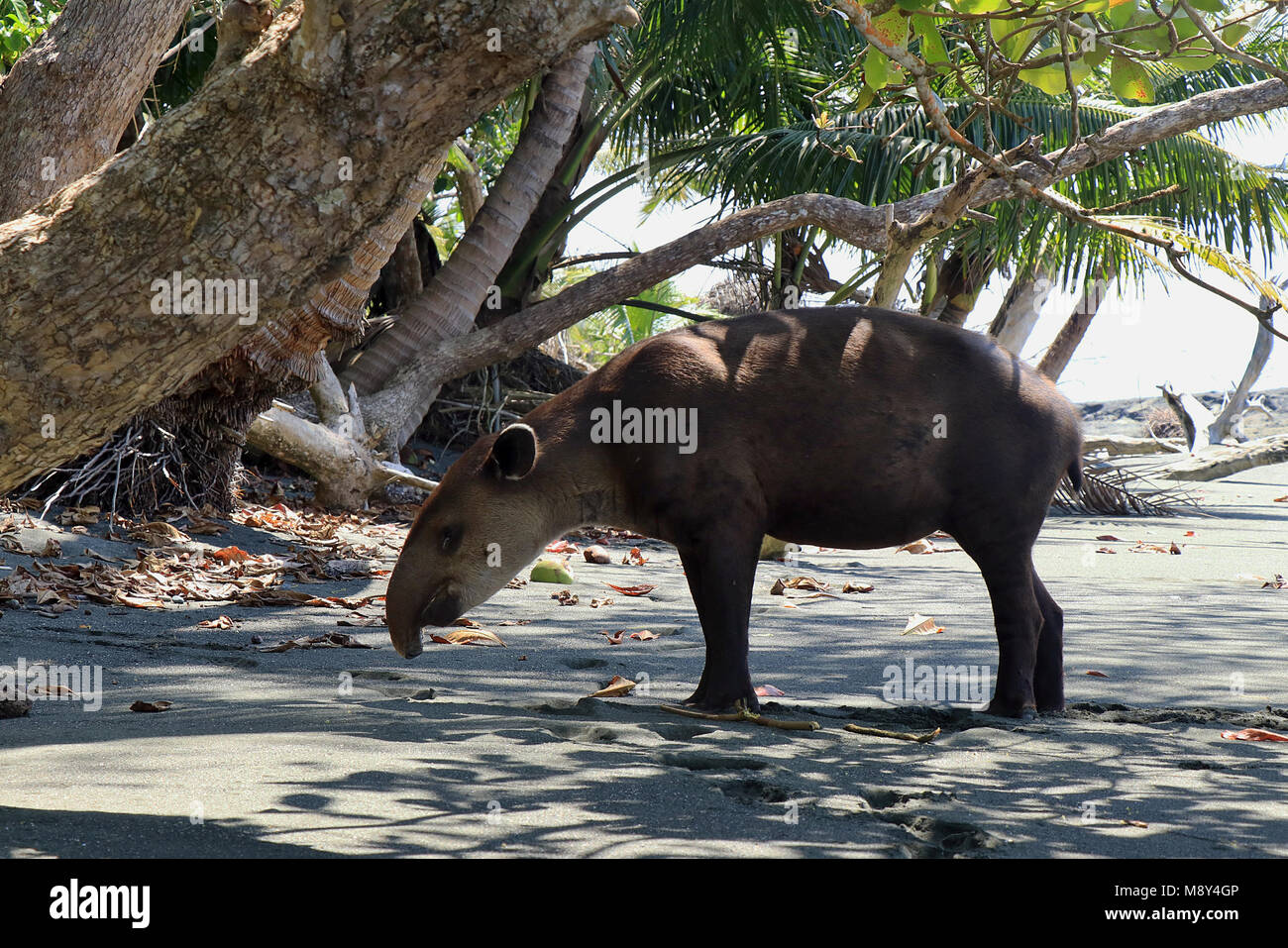 Seltene Baird's Tapir (Tapirus bairdii) stehen auf einem abgelegenen Strand in den Corcovado Nationalpark, auf Costa Ricas Halbinsel Osa Stockfoto